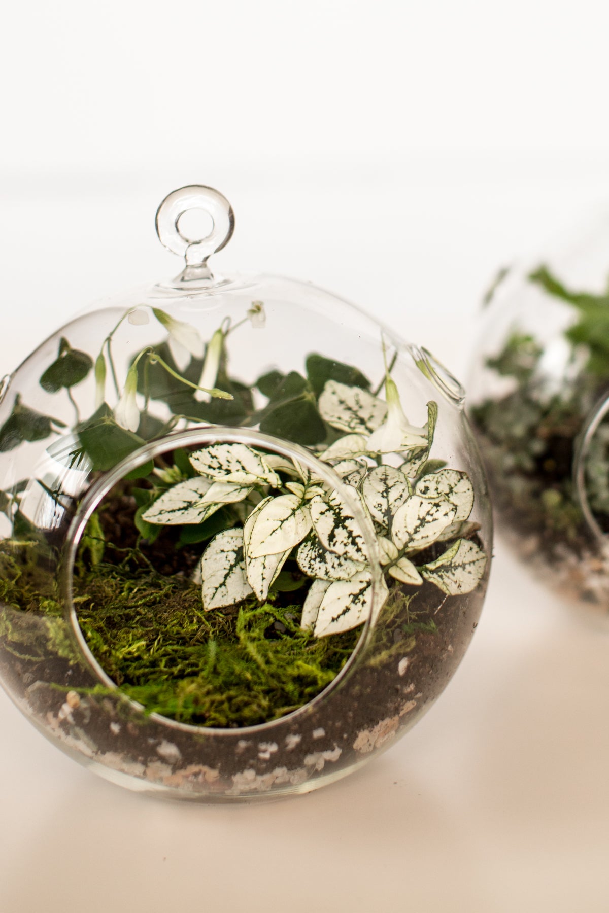 Miniature Terrarium DIY