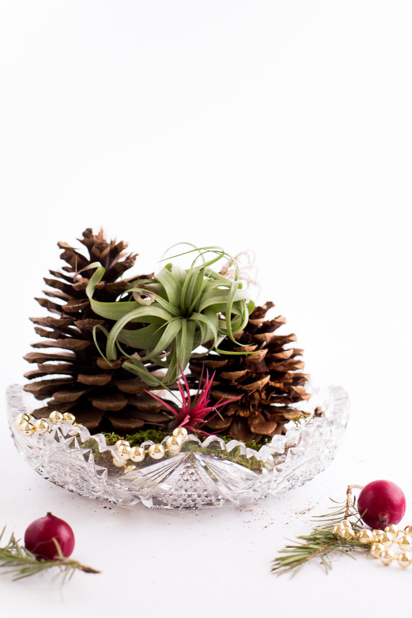 DIY Air Plant Holiday Gift