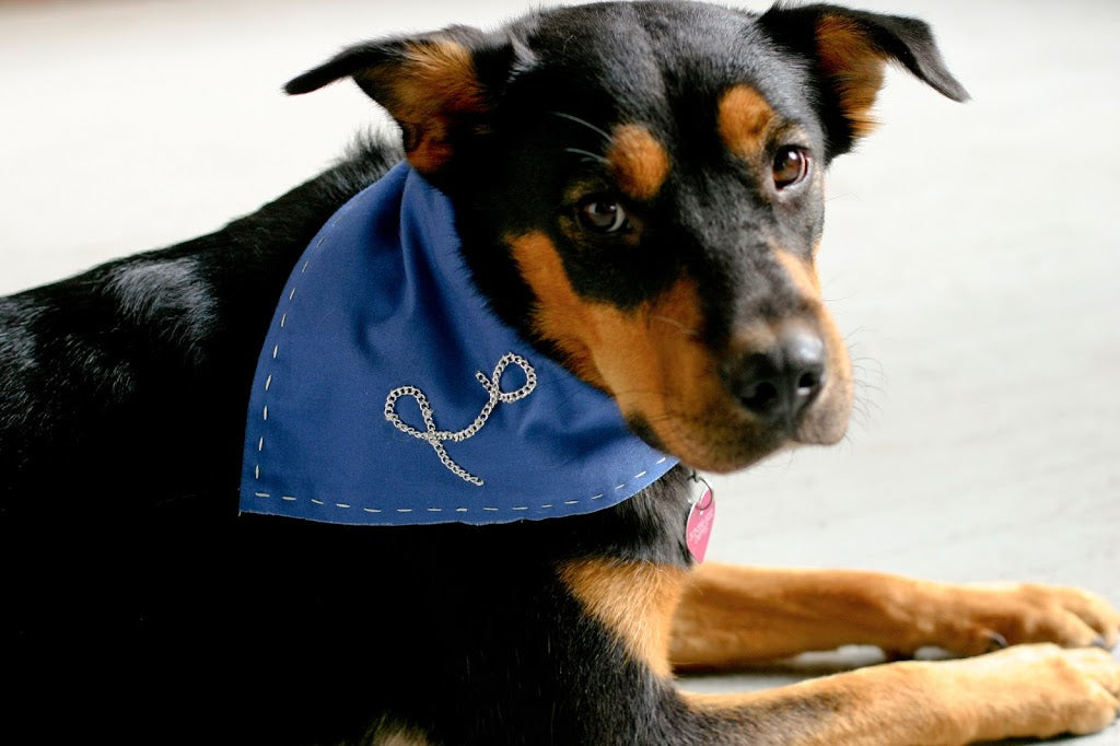 Discovery Girls: Pet Bandana
