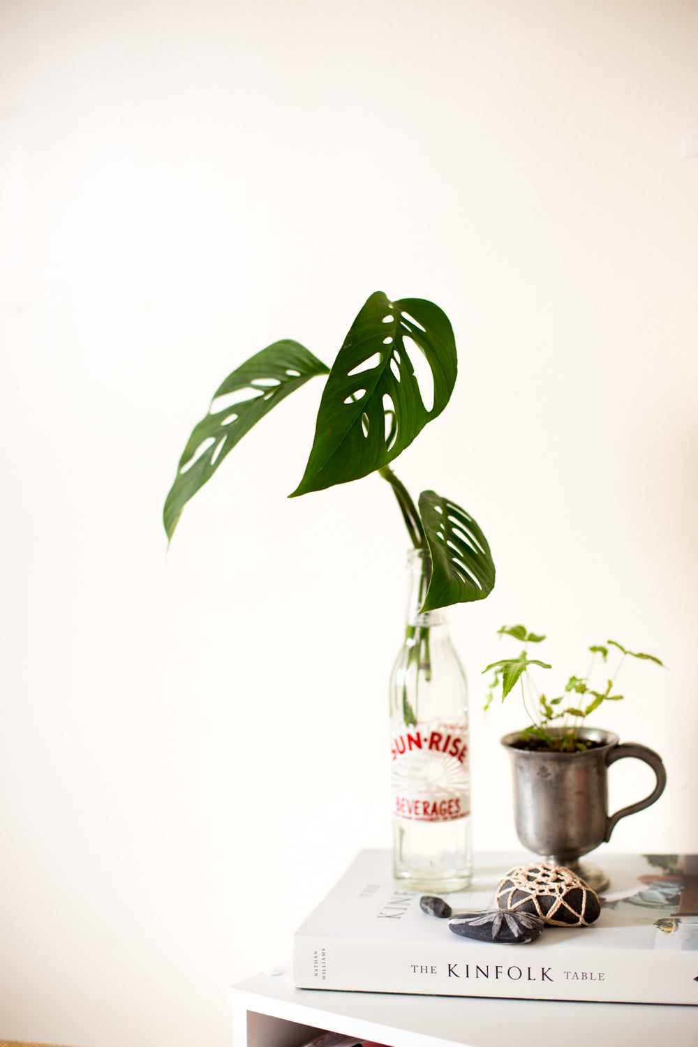 plant cuttings how to and care