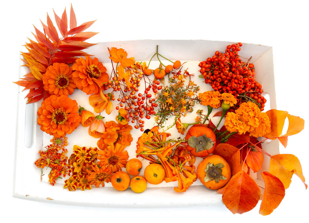 Art, Craft, Color by Lisa Solomon